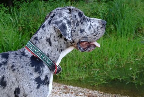 red merle great dane|great dane colors chart.